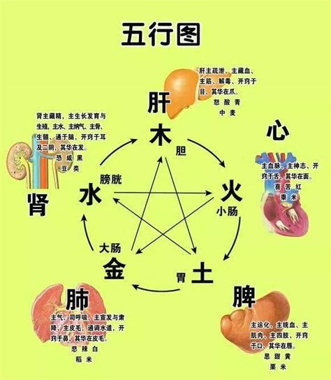 五行六腑|脏腑